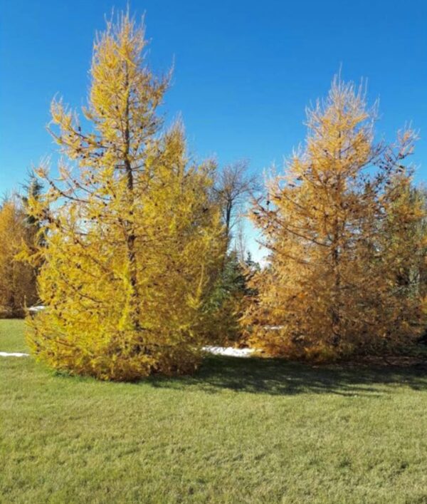 Siberian Larch - Image 6