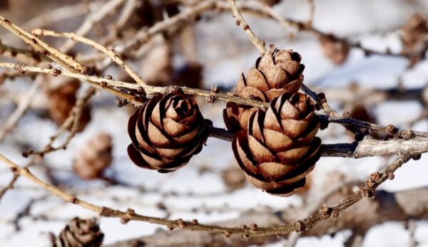 Siberian Larch - Image 4