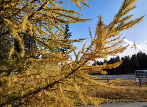 Siberian Larch - Image 3