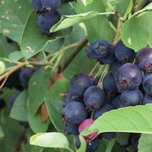 Smoky Saskatoon. Cluster of dark blue berries on shrub