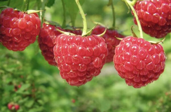 Raspberry Boyne - Image 2