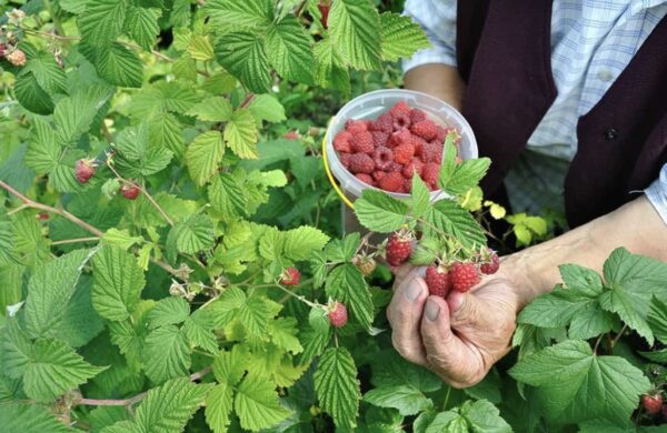 Raspberry Boyne - Image 3