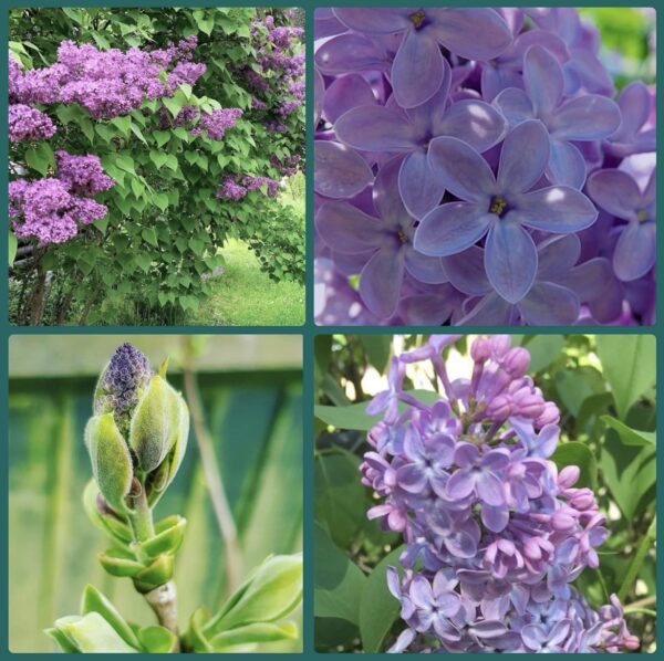 Common Lilac - Image 2