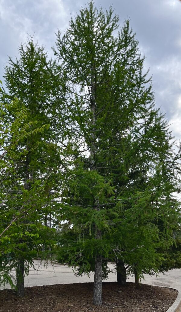 Siberian Larch