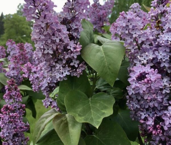 Common Lilac - Image 3