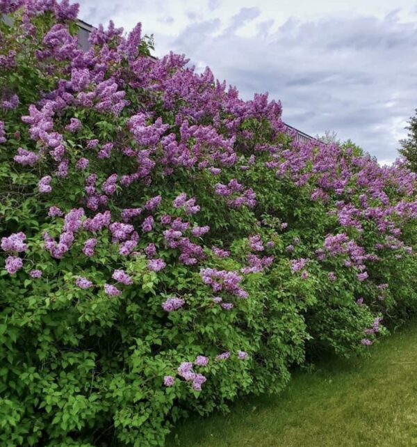 Common Lilac