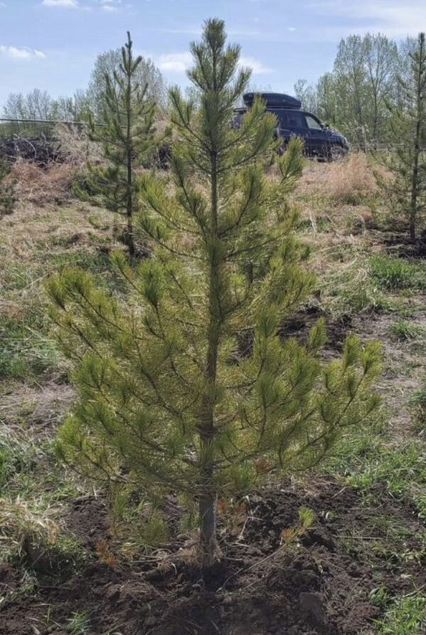 Lodgepole Pine