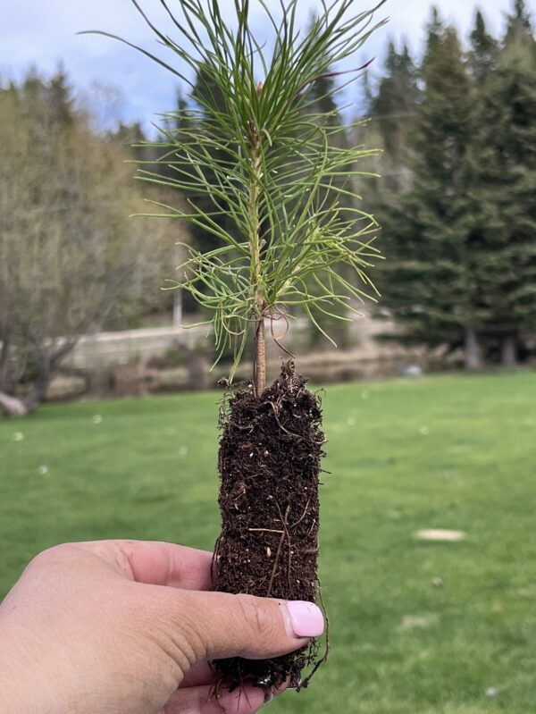 Lodgepole Pine - Image 2