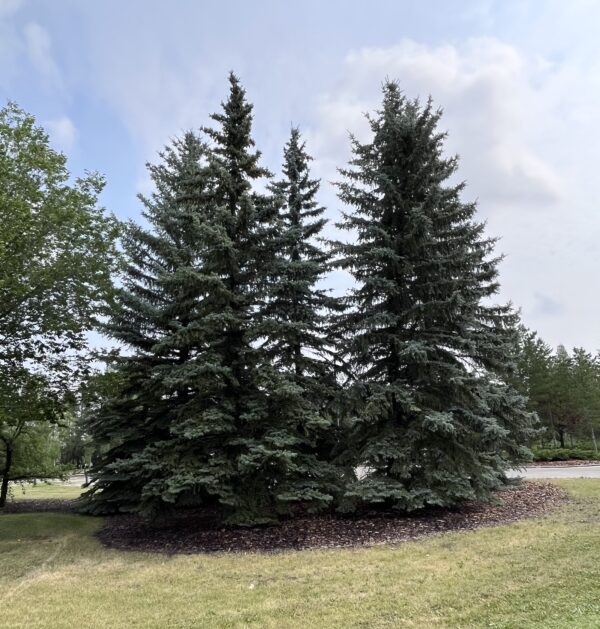 Colorado Spruce