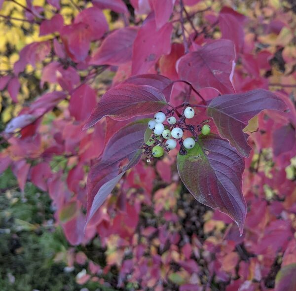 Red Osier Dogwood - Image 3