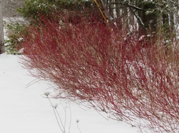 Red Osier Dogwood - Image 7