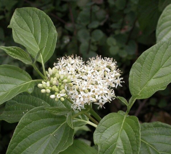 Red Osier Dogwood - Image 2