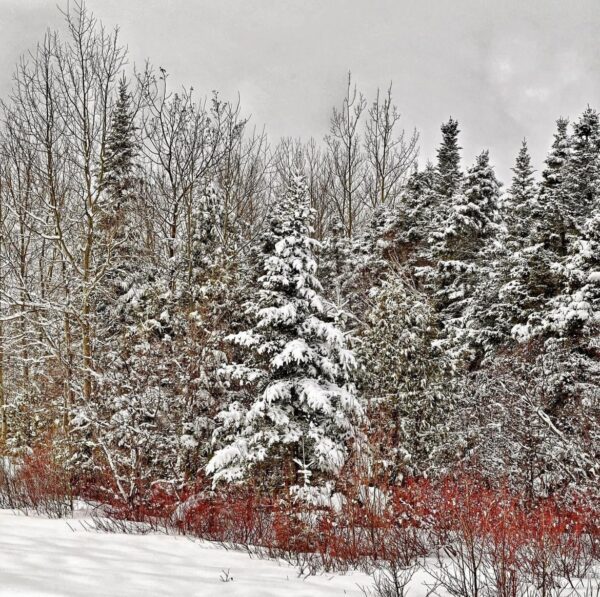 Red Osier Dogwood - Image 5