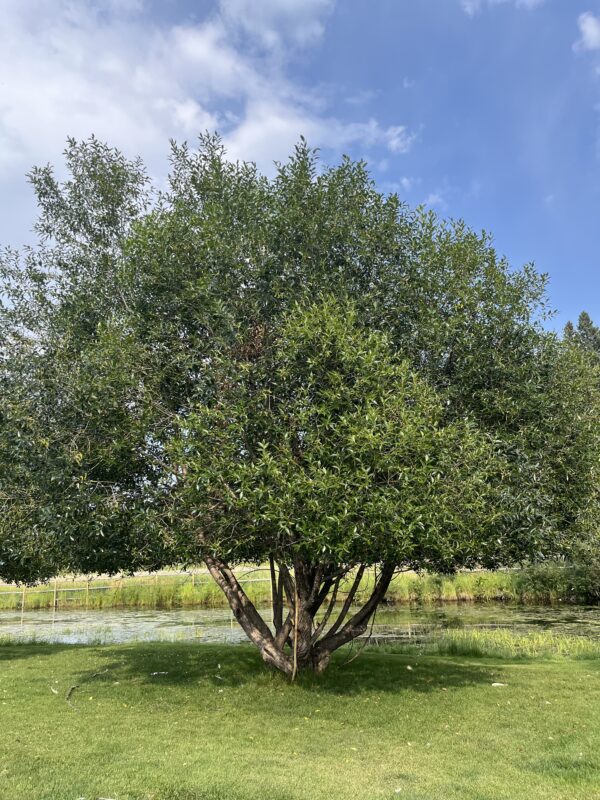 Laurel Leaf Willow