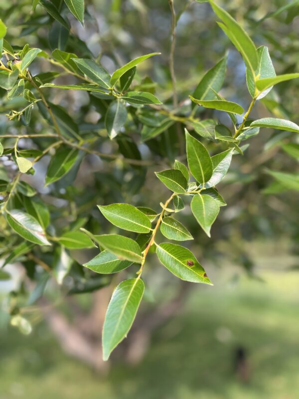 Laurel Leaf Willow - Image 4