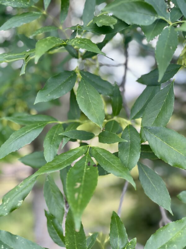 Green Ash - Image 4