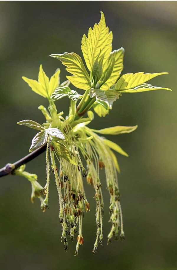 Manitoba Maple - Image 3