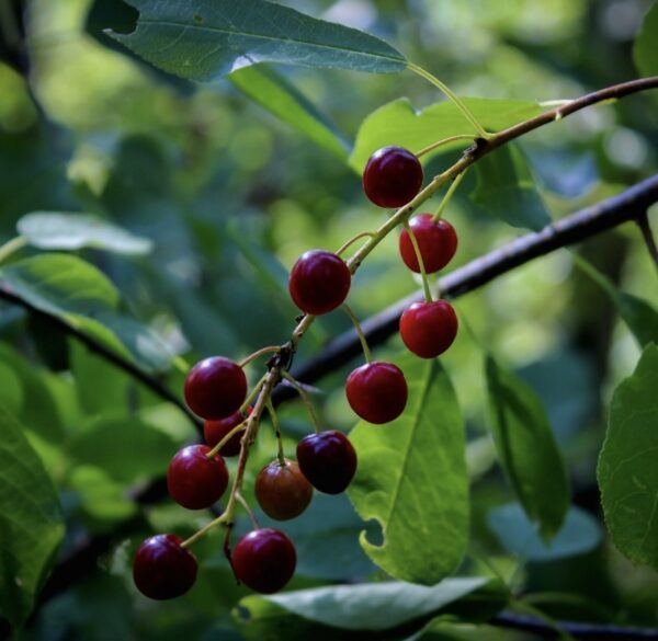 Western Chokecherry - Image 3