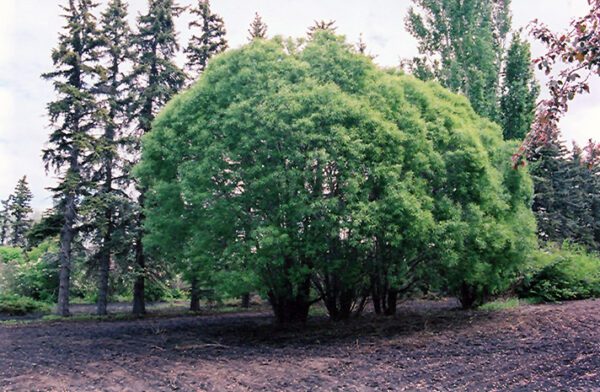 Sharp Leaf Willow