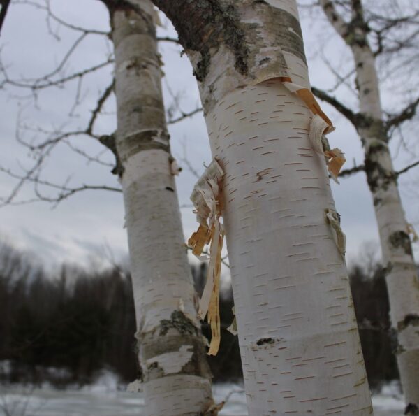 Paper Birch - Image 4