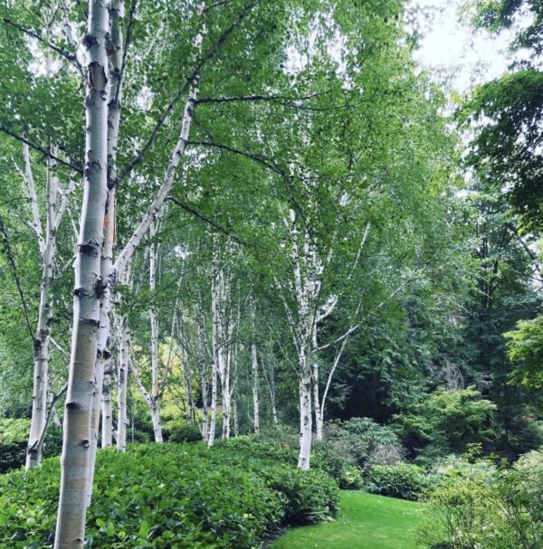 Paper Birch