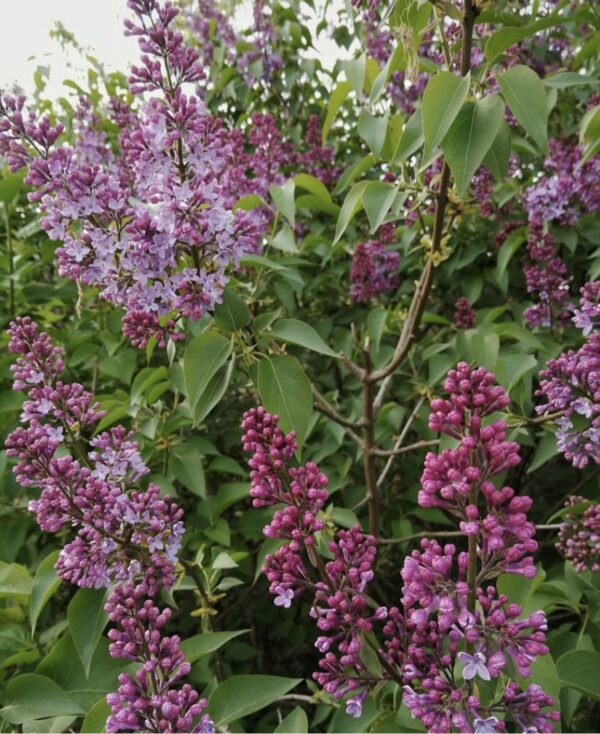 Villosa Lilac