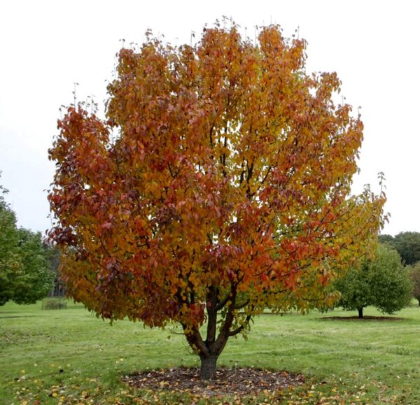 Ussurian pear