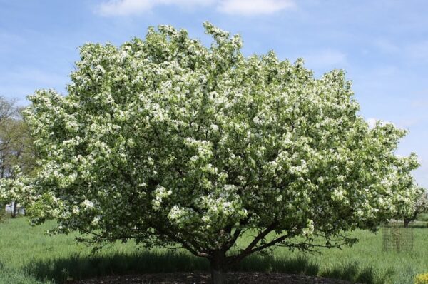 Siberian Crabapple