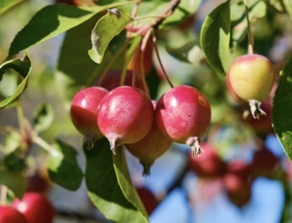 Siberian Crabapple - Image 3