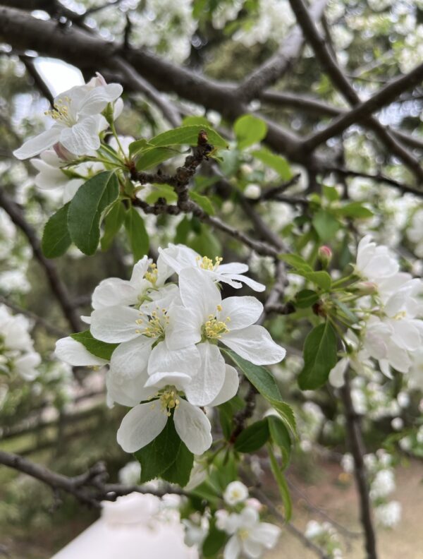 Siberian Crabapple - Image 4