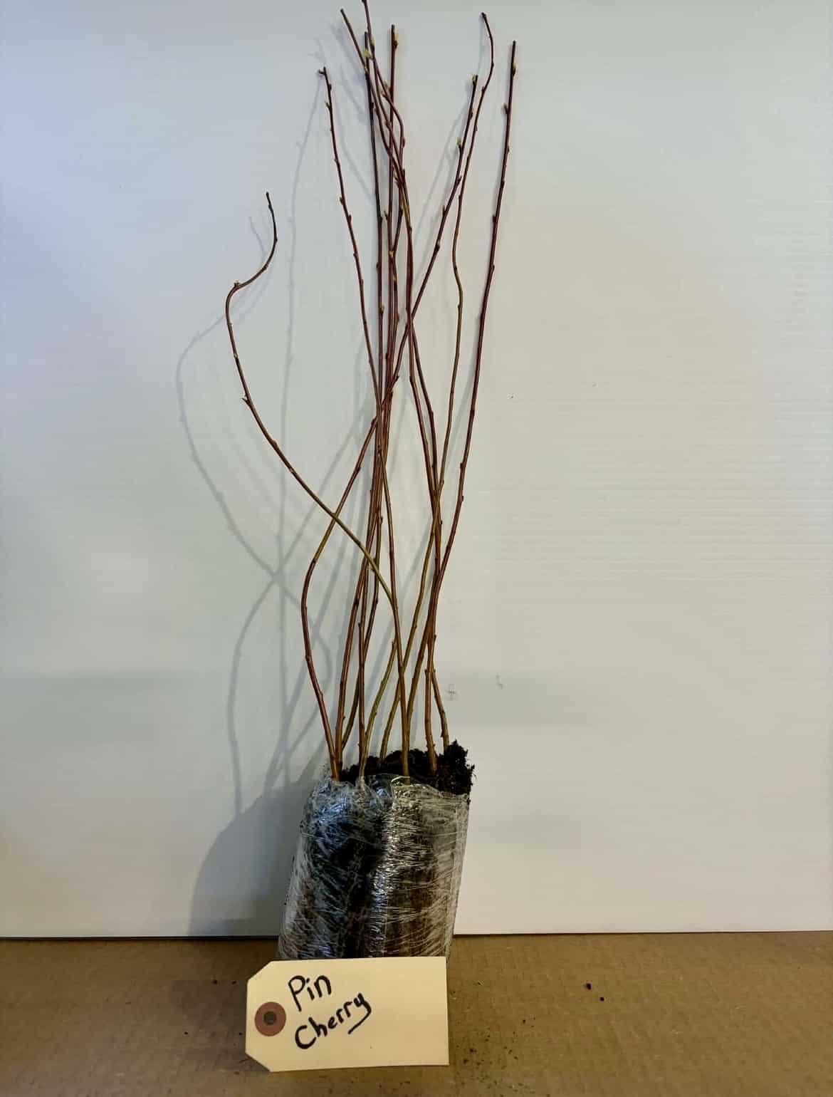 Pin Cherry - Image 4