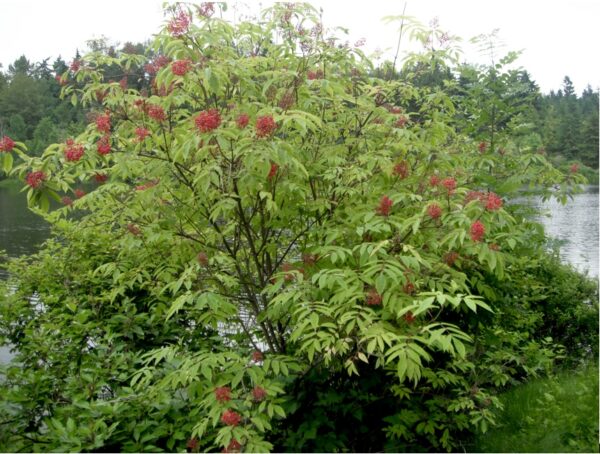 Red Elderberry