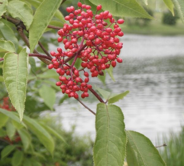 Red Elderberry - Image 2