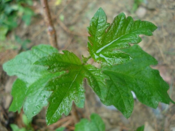 High bush cranberry - Image 4