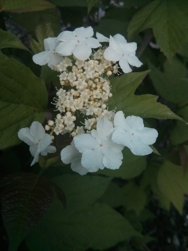 High bush cranberry - Image 3