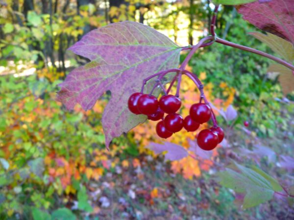 High bush cranberry - Image 2