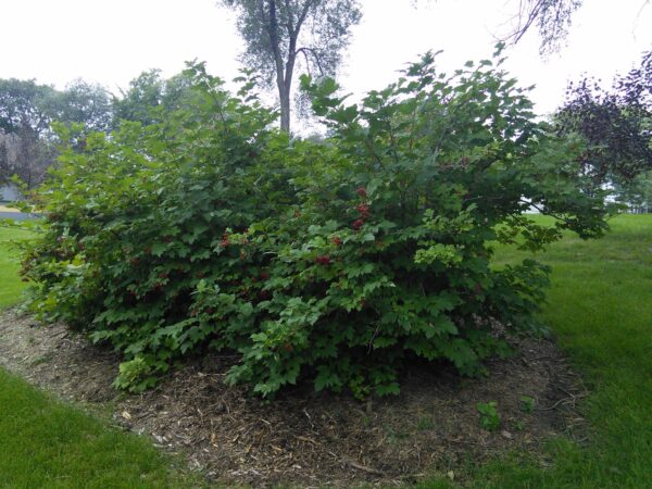 High bush cranberry