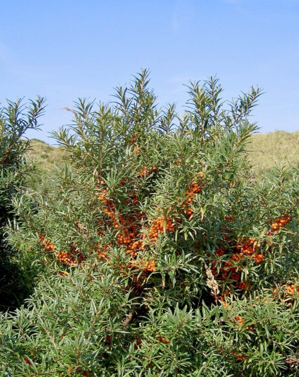 Sea buckthorn