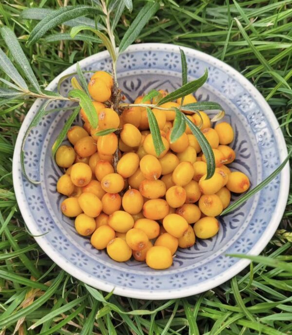 Sea buckthorn - Image 3