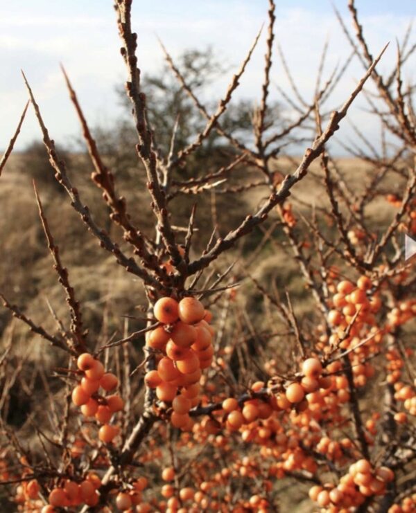 Sea buckthorn - Image 4