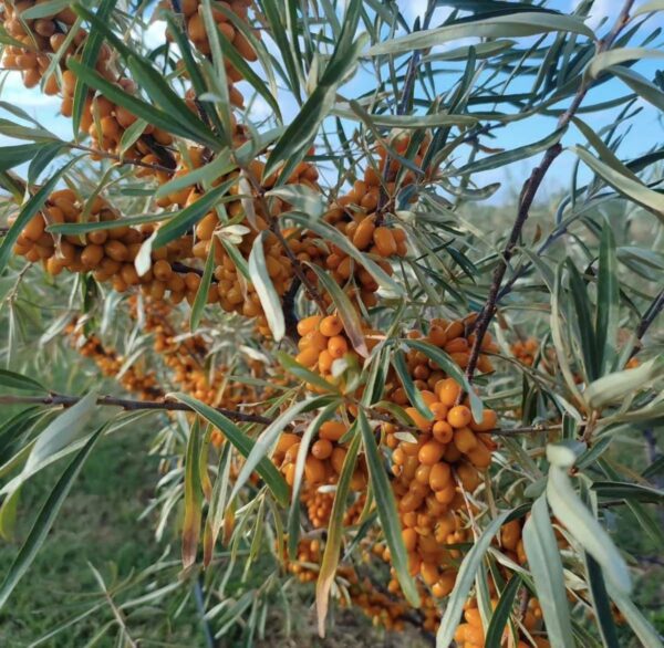 Sea buckthorn - Image 2