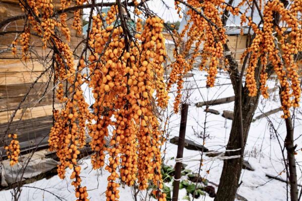 Sea buckthorn - Image 5