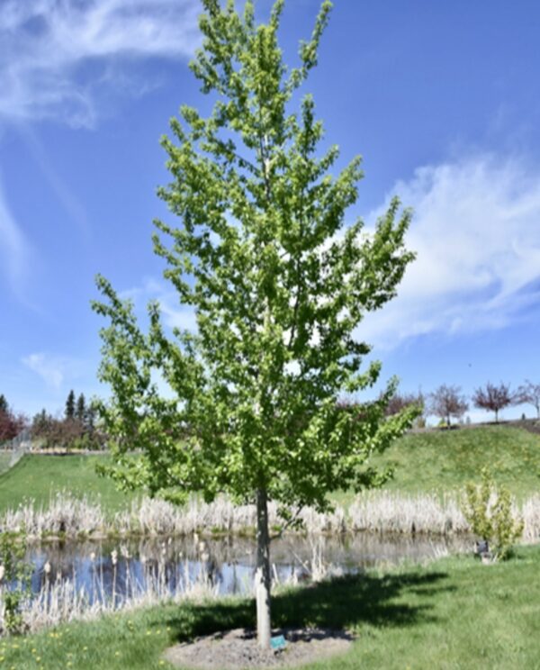 Assiniboine Poplar