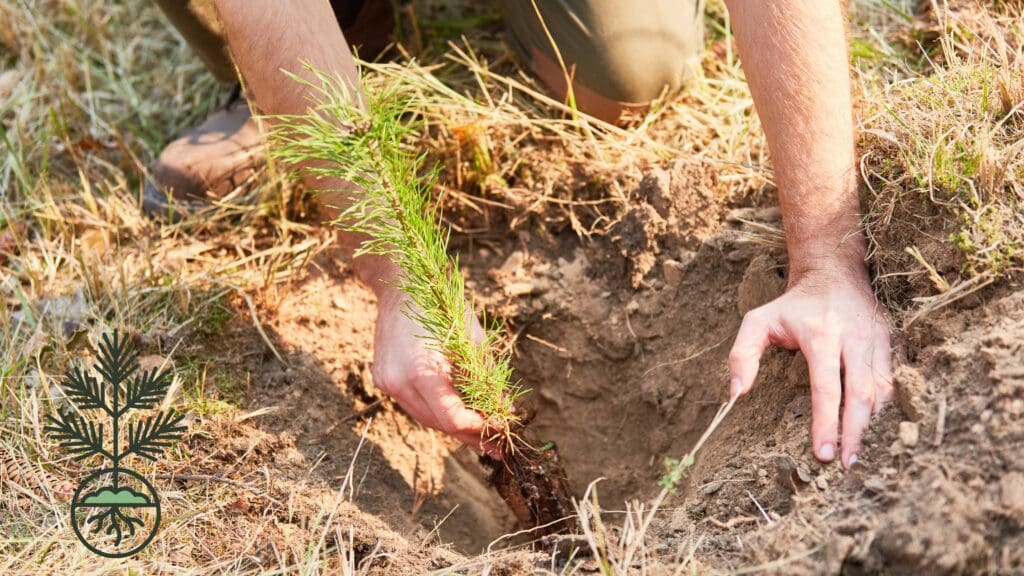 A person planting a pine seedling in the ground. Shelterbelt Seedling Care