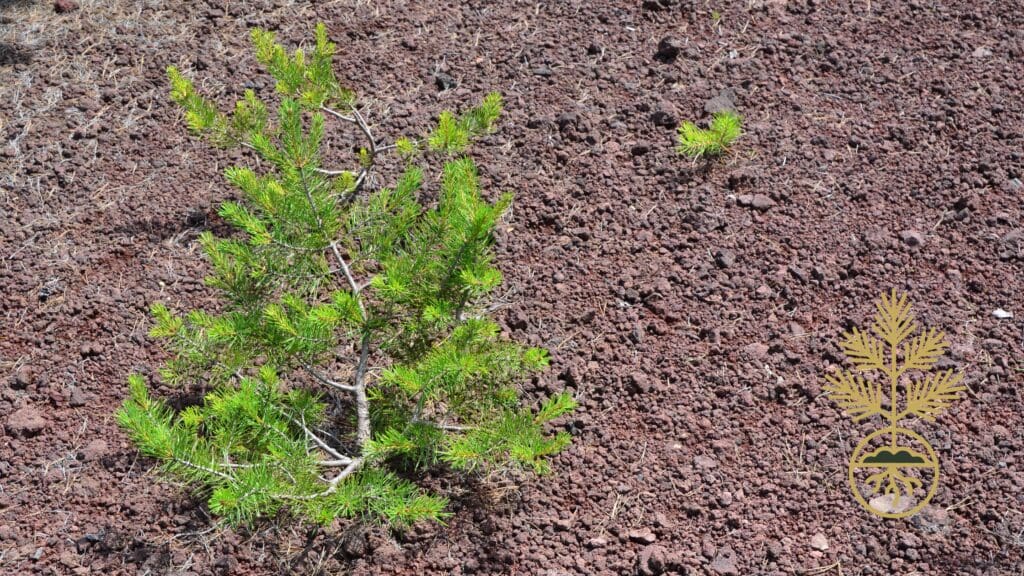 A young pine tree in the ground