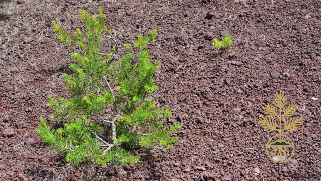 A newly planted tree in a field
